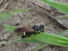 Philanthus lepidus