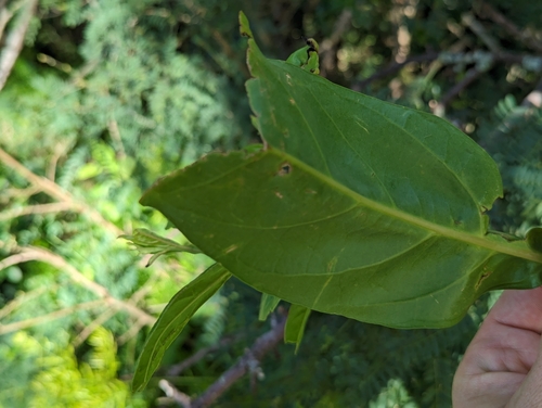 Image of Citharexylum caudatum by (c) Alexander Wentworth, some rights reserved (CC BY)