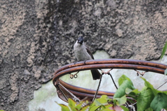 Pycnonotus aurigaster