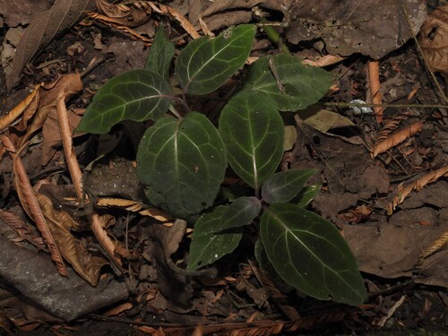 Mikania guaco, photograph 5