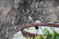 Pycnonotus aurigaster