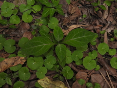 Mikania guaco, photograph (c) geosesarma, some rights reserved (CC BY)