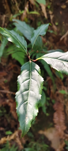 Image of Itea parviflora by (c) 黃家瑜, some rights reserved (CC BY)