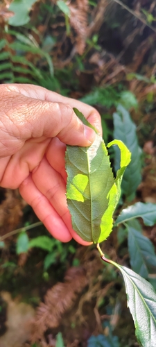 Image of Itea parviflora by (c) 黃家瑜, some rights reserved (CC BY)