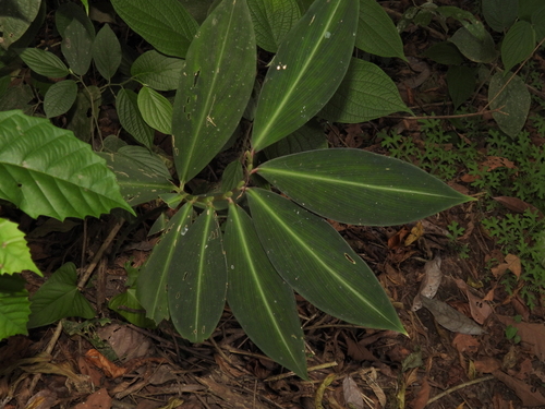 Costus laevis (Costus laevis)
