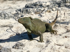 Turks Island Iguana photo 3