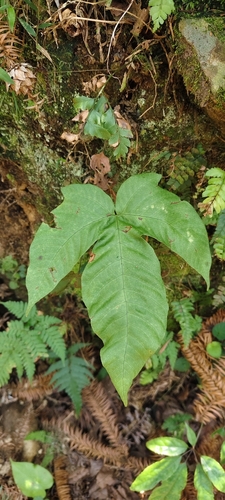 Tectaria polymorpha (Tectaria polymorpha)
