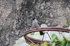 Pycnonotus aurigaster