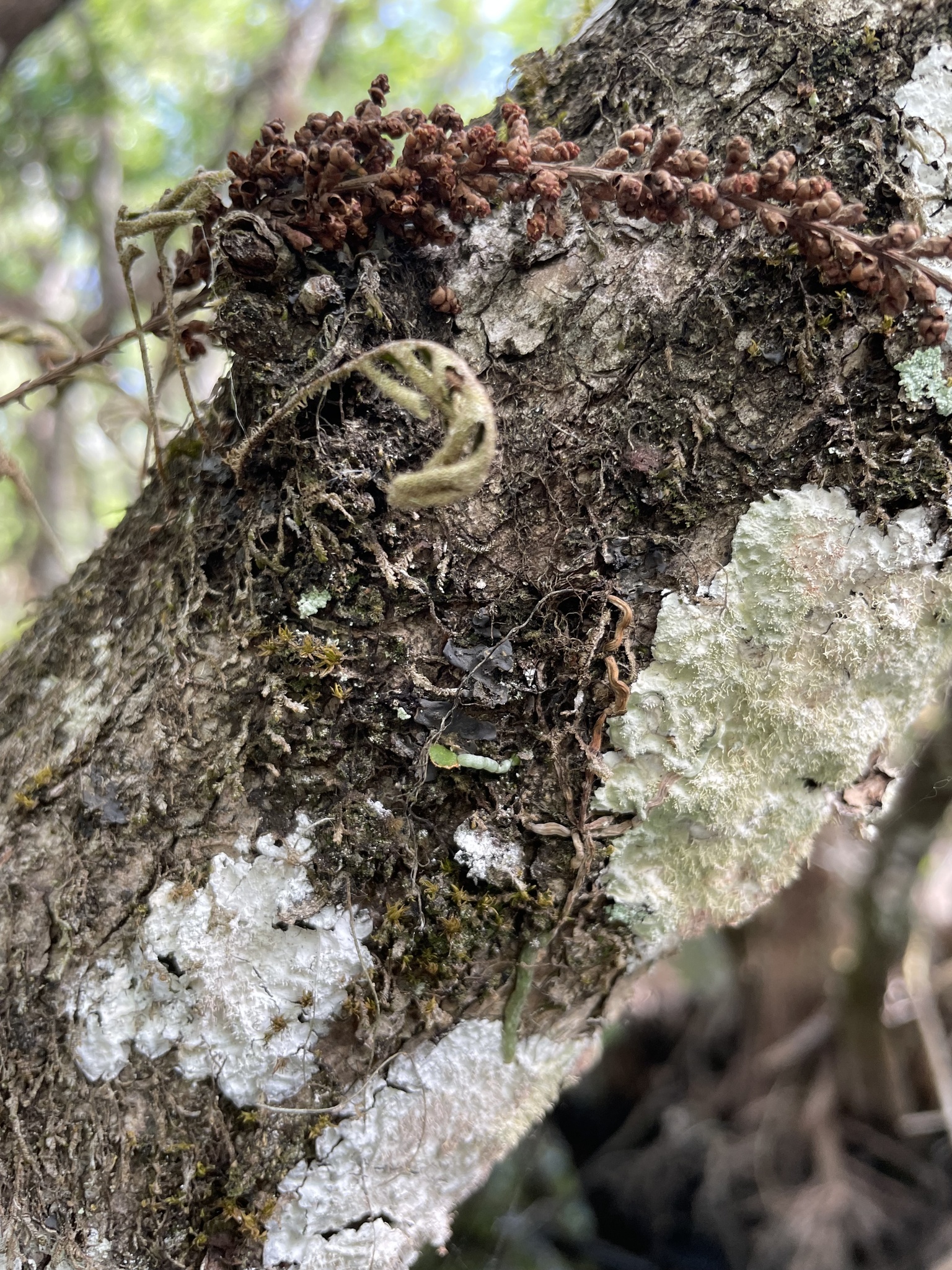 Imagem de Orquídea fantasma