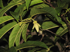 Annona scleroderma