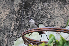 Pycnonotus aurigaster