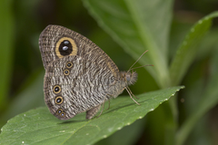 Ypthima horsfieldii humei