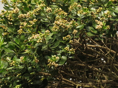 Baccharis macrantha