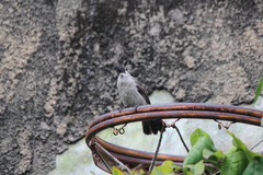 Pycnonotus aurigaster