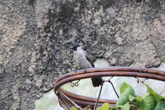 Pycnonotus aurigaster