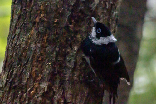 Pied Monarch (Arses kaupi)