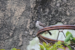 Pycnonotus aurigaster