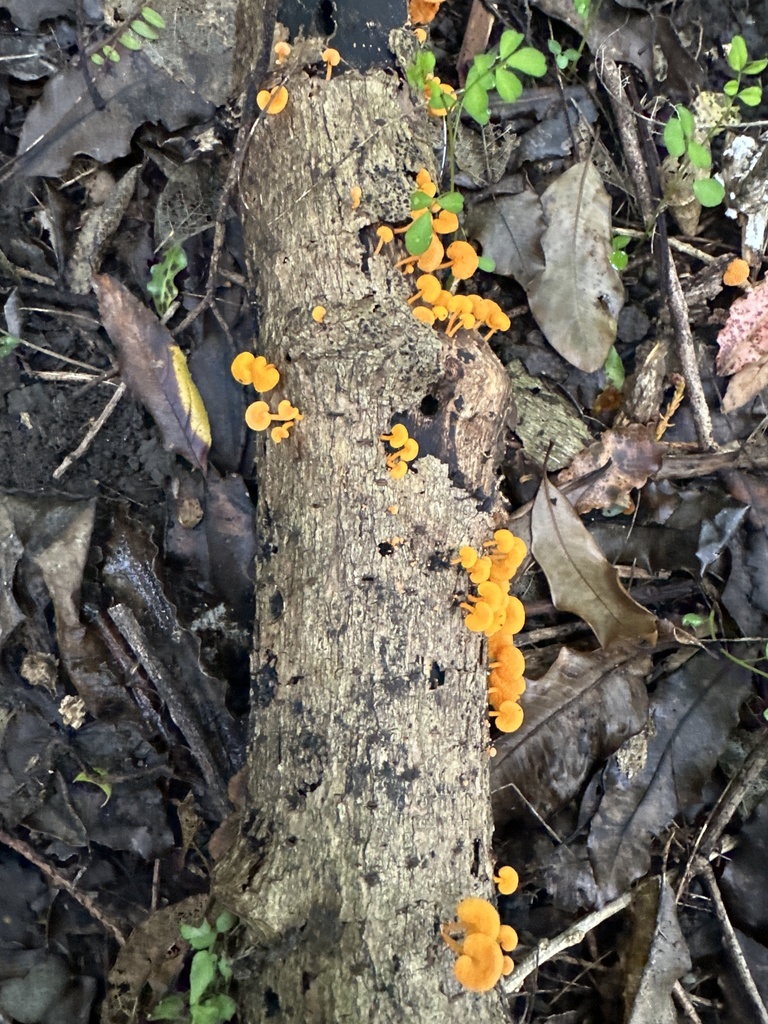 Favolaschia claudopus · March 2025 · photo: © phytomine (iNaturalist, cc0)