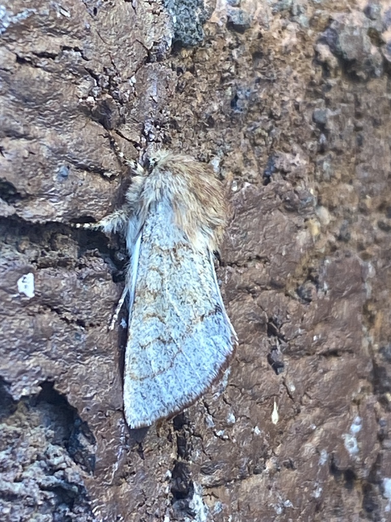Fawn Sallow