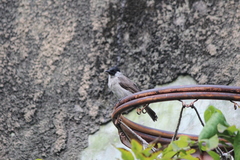 Pycnonotus aurigaster