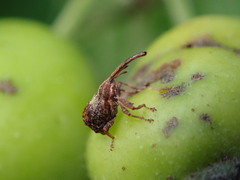 Anthonomus quadrigibbus