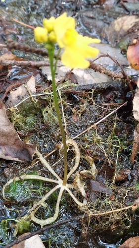 Image of Utricularia inflata by (c) Athena Philips, some rights reserved (CC BY)