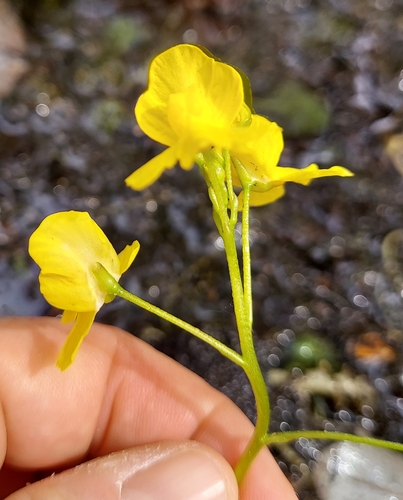 Image of Utricularia inflata by (c) Athena Philips, some rights reserved (CC BY)
