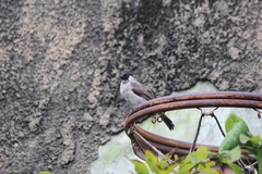 Pycnonotus aurigaster