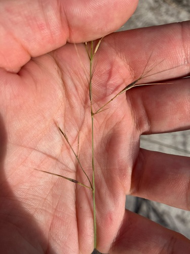 Aristida calycina observed 2025-03-21