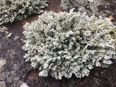 Stereocaulon saxatile