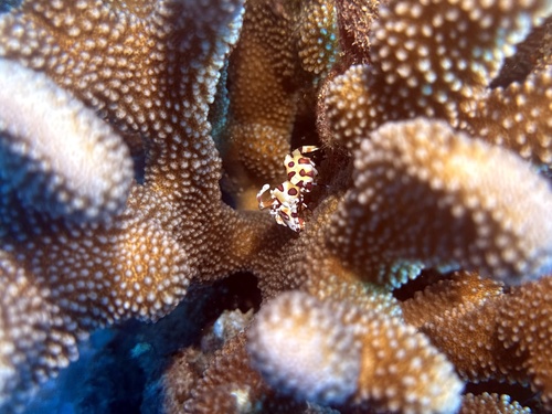 Hymenocera picta, 2025-03-23