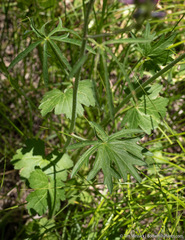 Sidalcea oregana spicata
