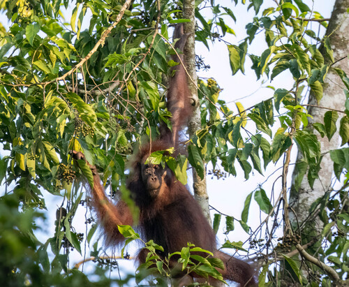 Bornean orangutan