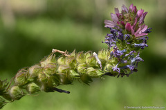 Sidalcea oregana spicata