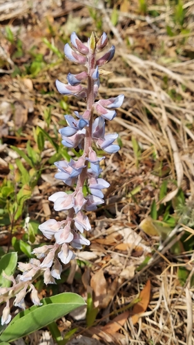 Image of Lupinus ocalensis by (c) Athena Philips, some rights reserved (CC BY)
