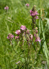 Sidalcea oregana spicata