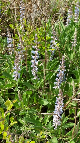 Image of Lupinus ocalensis by (c) Athena Philips, some rights reserved (CC BY)