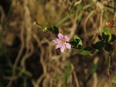 Cuphea ciliata