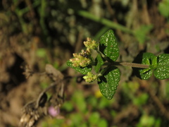 Chromolaena bullata