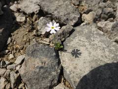 Primula mistassinica