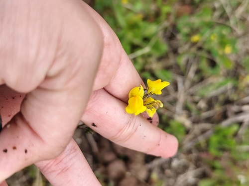 Image of Linaria spartea by (c) Vasco Henrique Oliveira Fonseca, some rights reserved (CC BY)
