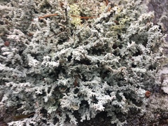 Stereocaulon saxatile