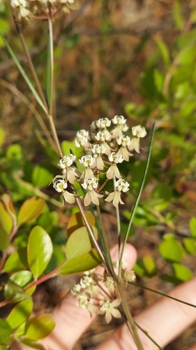 Foto de Asclépias