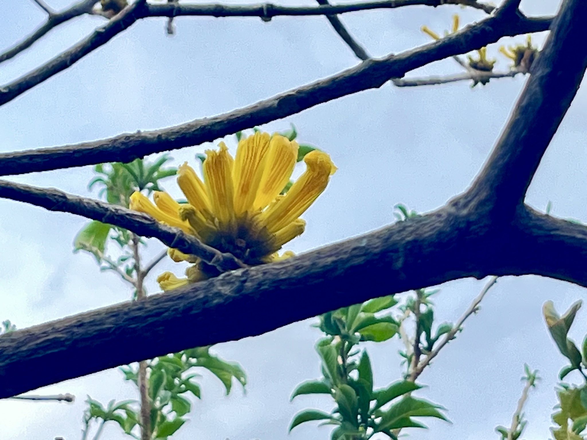 Imagem de Ipê-amarelo