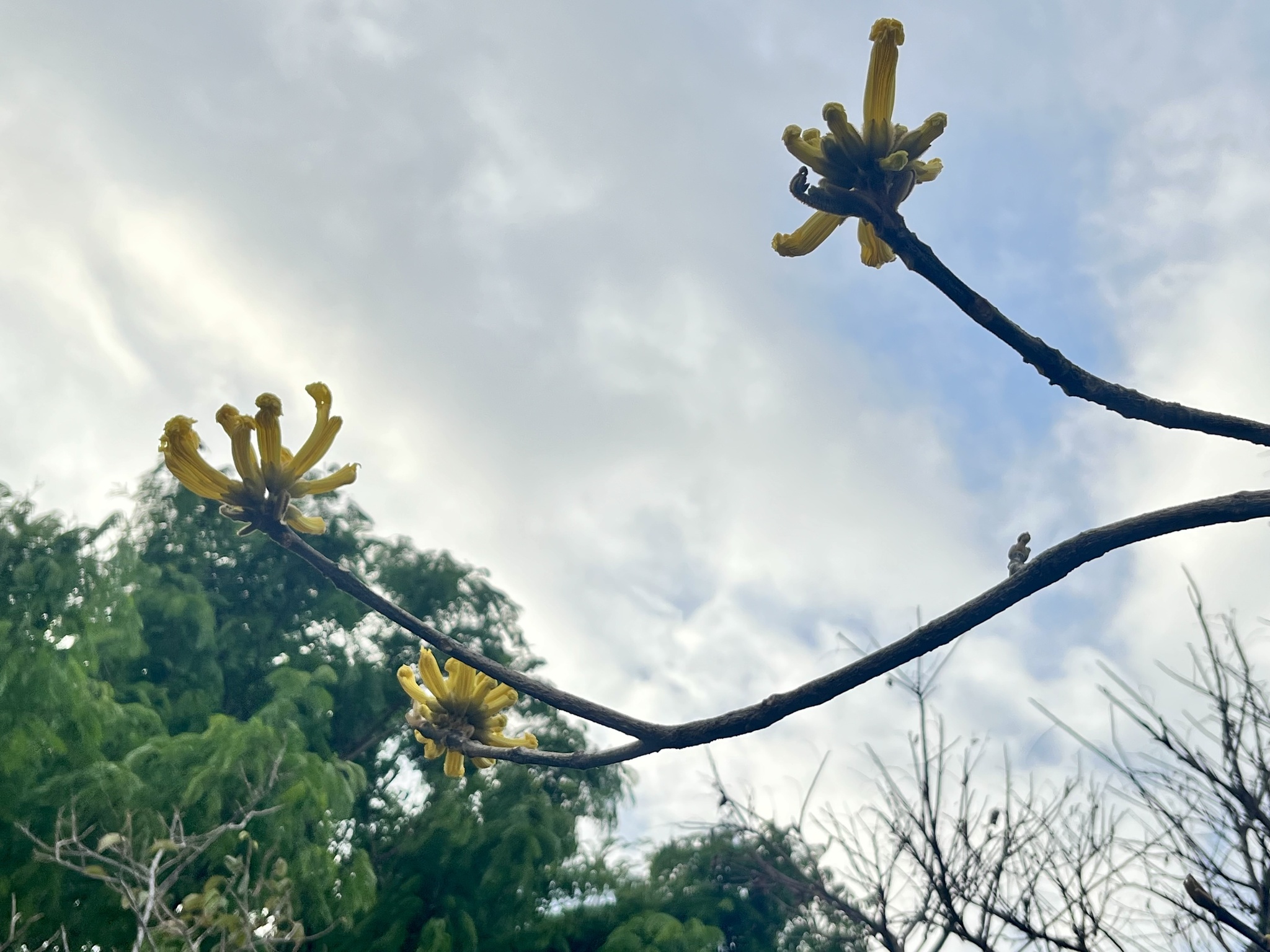 Imagem de Ipê-amarelo