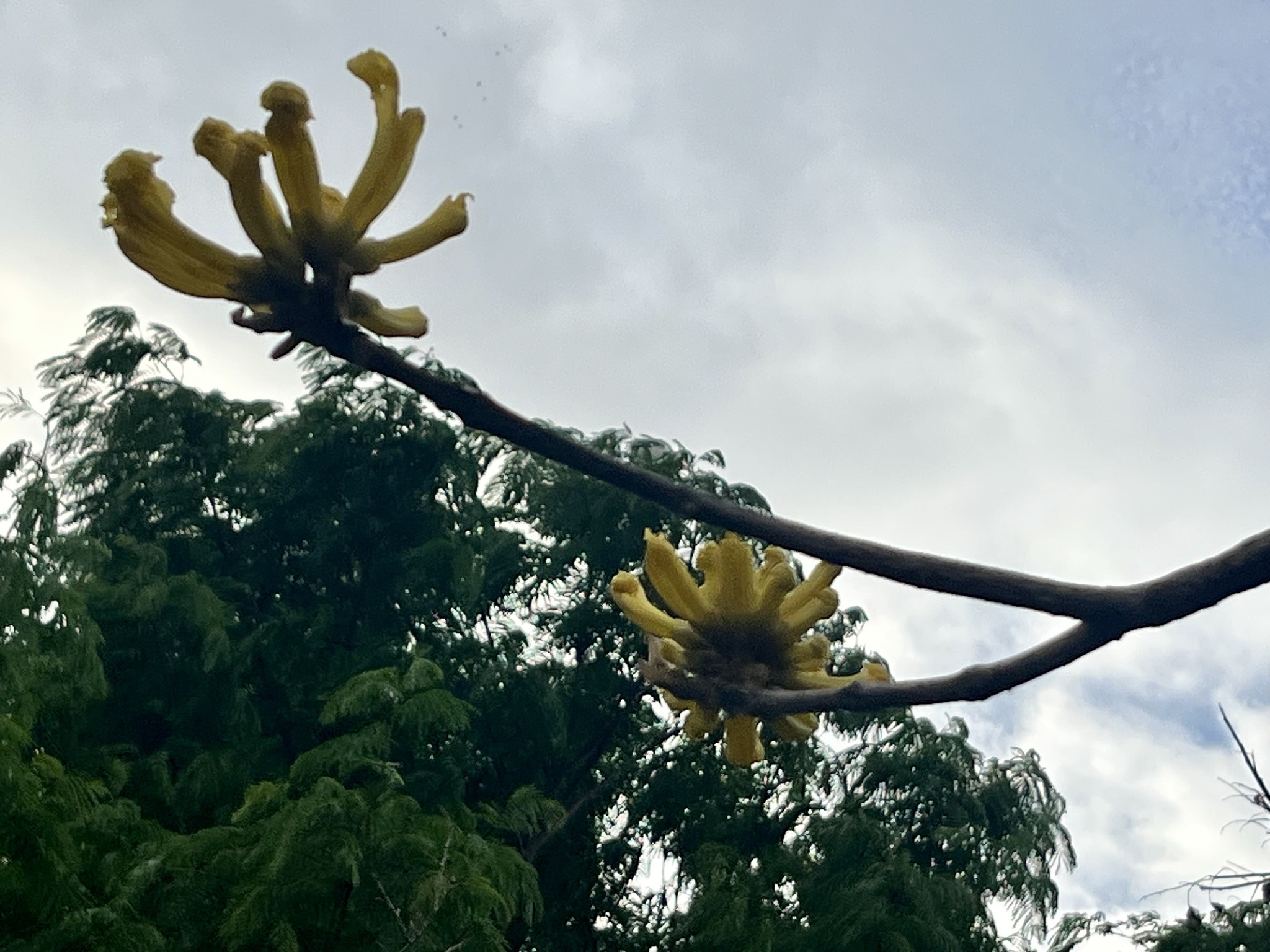 Imagem de Ipê-amarelo