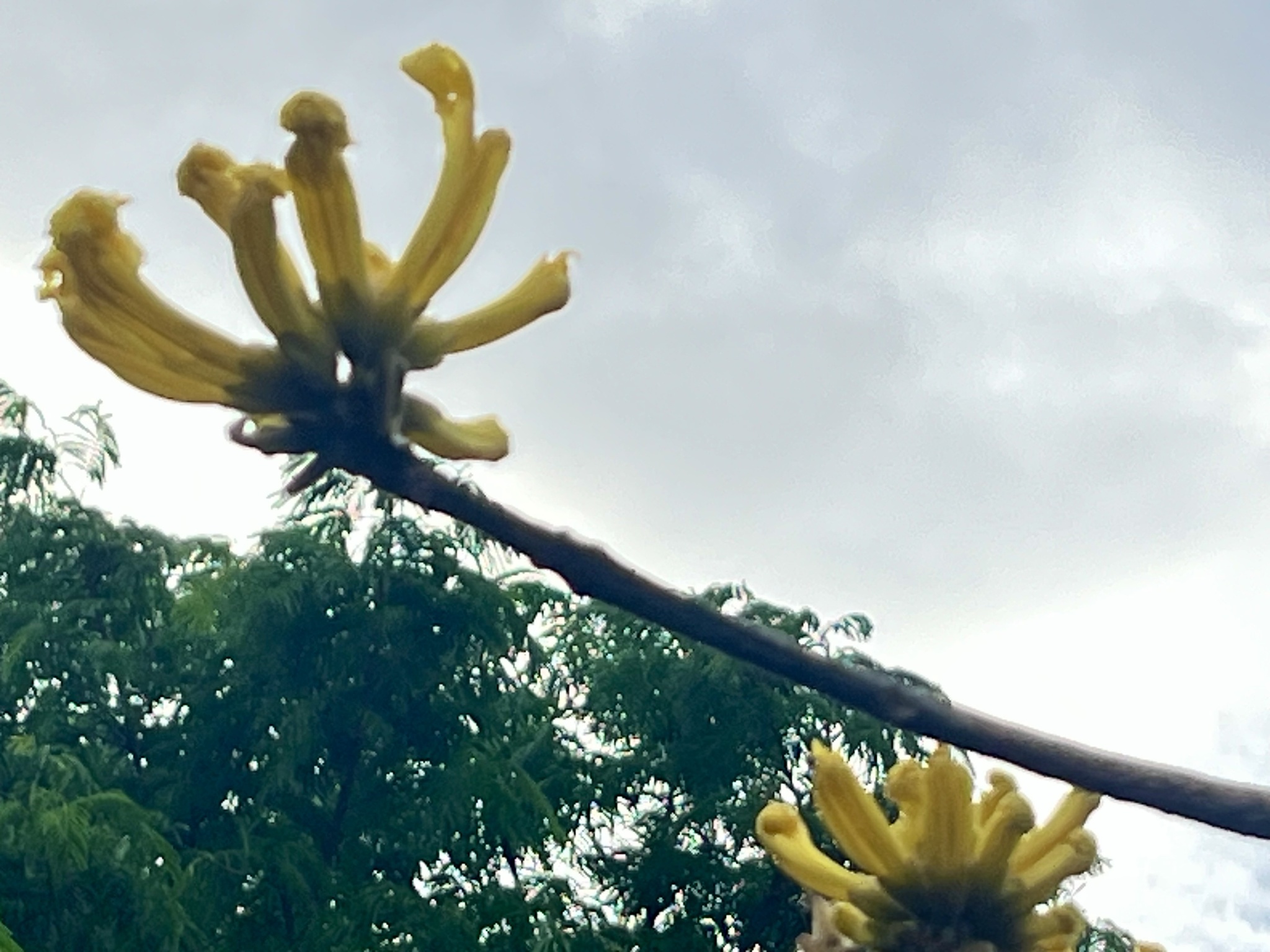 Imagem de Ipê-amarelo