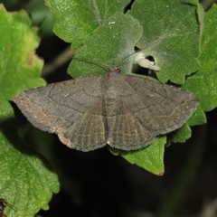 Lesmone griseipennis