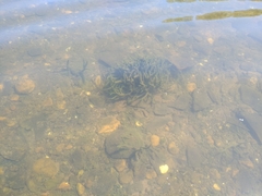 Ephydatia fluviatilis