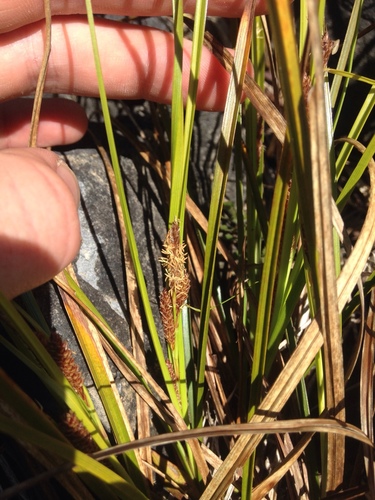 Mount Burnett sedge (Carex dolomitica)